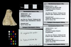 Foto (Objekt + Etikett) von Discutiolira sp.  (NHMW-GEO-1990-0041-3910b)